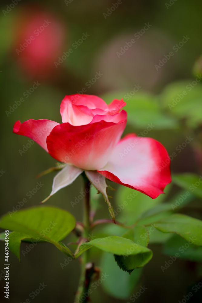 Portrait einer Rose mit rot weißen Blütenblätter.