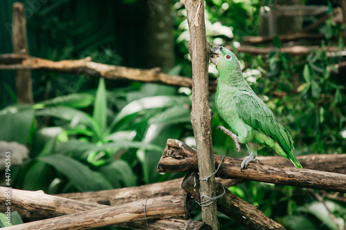 Green Parrot Perched on a Branch