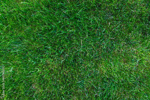fresh green grass close-up