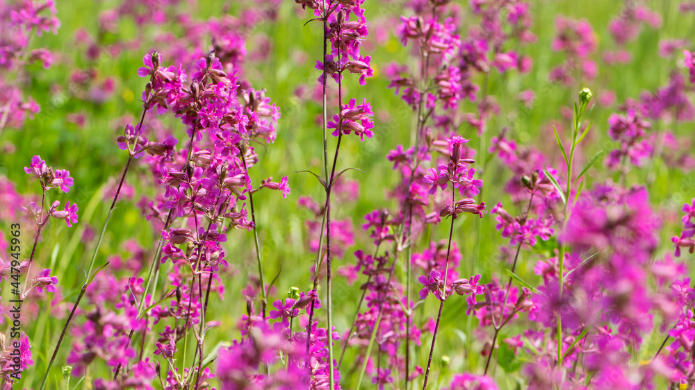 Beautiful delicate purple flowers of Viscaria Vulgaris growing in the meadow in the summer close-up. selective focus, bokeh, blurred background. pink wildflower