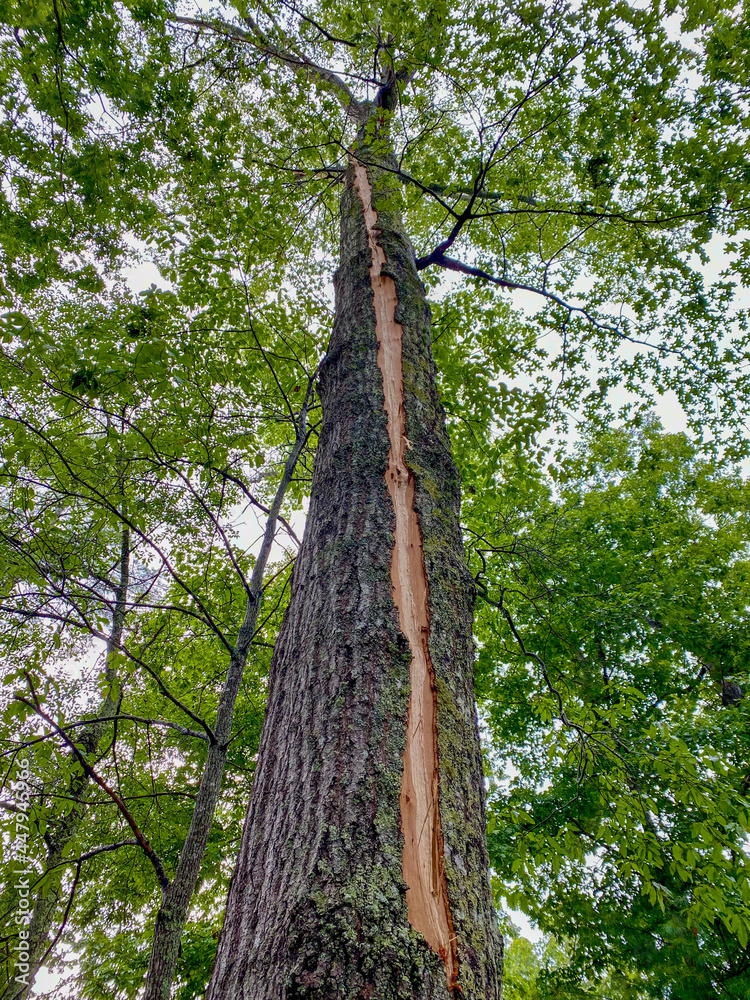 Fototapeta premium Lightening strike on tall tree showing tree bark damage 