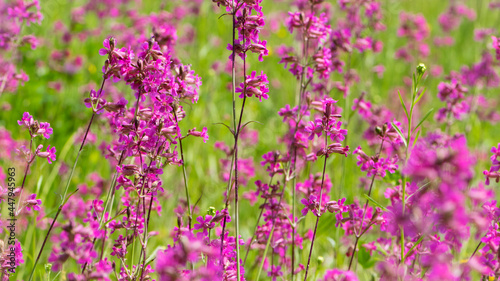 Beautiful delicate purple flowers of Viscaria Vulgaris growing in the meadow in the summer close-up. selective focus  bokeh  blurred background. pink wildflower