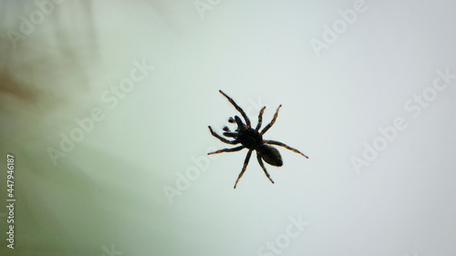 Small spider on a window pane against a light sky background. tiny spider insect. isolated on light. predator on the hunt. macro photo. spider bottom view © Oleksandr Filatov