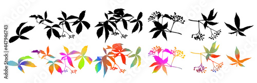 Set of multi-colored leaves. Vector illustration
