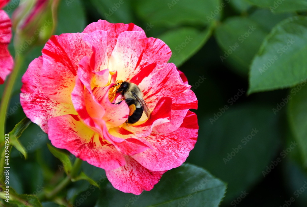 Close-up of a bee pollinating a beautiful bi-color pink rose Close-up of a bee pollinating a beautiful bi-color pink rose
