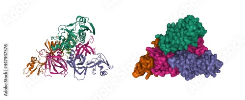 Photos Structure of pertussis toxin, 3D cartoon and Gaussian surface model isolated, su