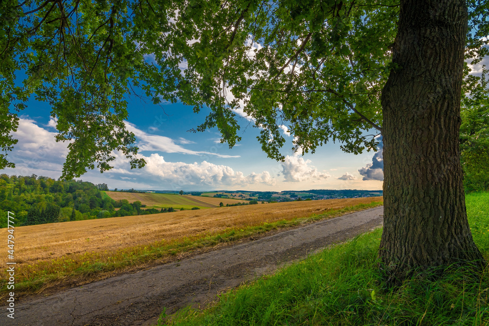 Fototapeta premium A beautiful view under a tree of cultivated fields with white clouds against a blue sky
