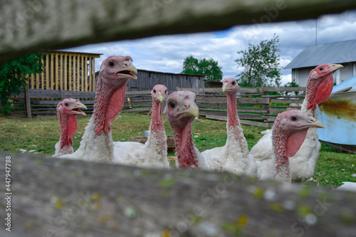 Turkeys are walking in their paddock. Household in the village.