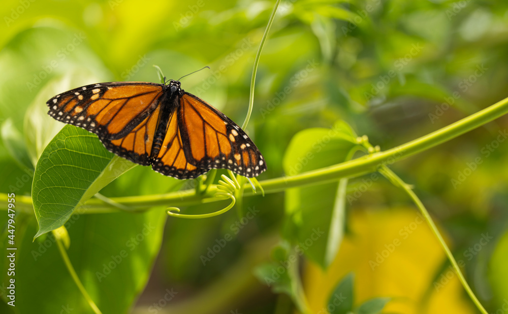 Closeup of an orange and black butterfly on a leaf Closeup of an orange and black butterfly on a leaf