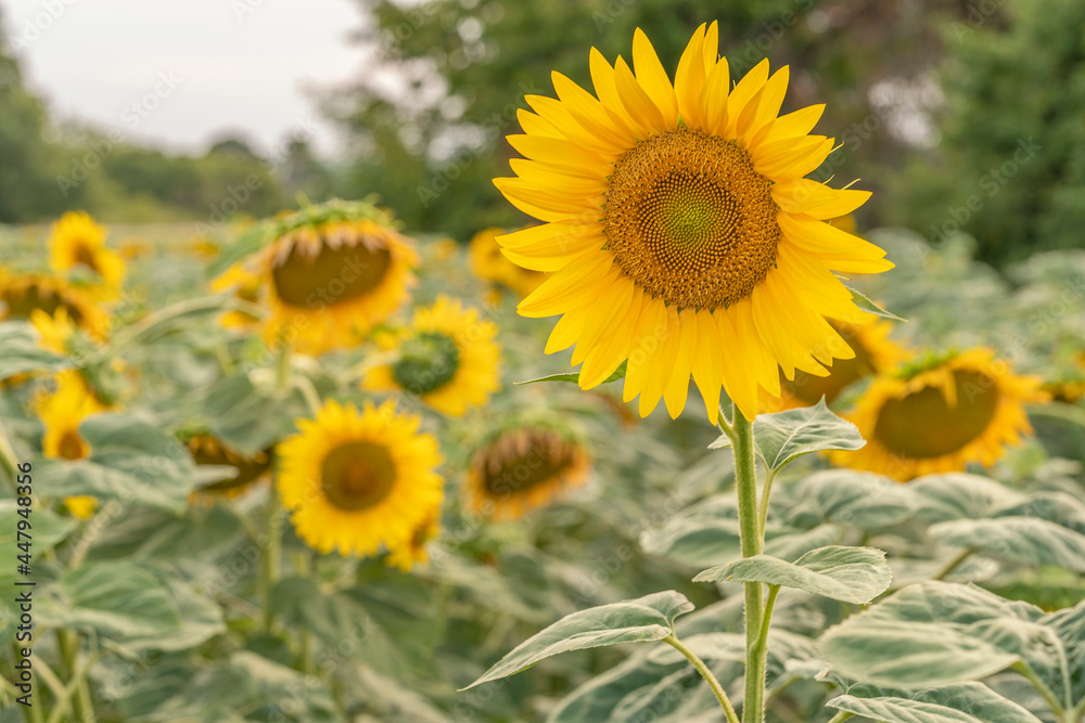 Sunflowers bloomed in the field at sunset Sunflowers bloomed in the field at sunset