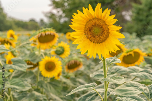 Sunflowers bloomed in the field at sunset