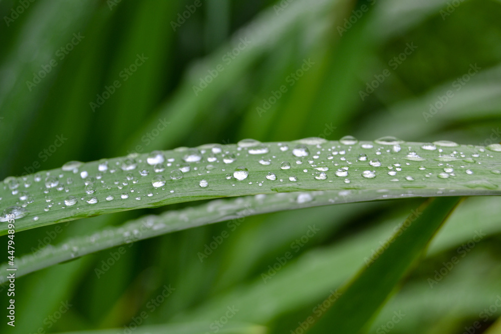 Raindrops on the grass. Raindrops on the grass.