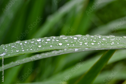 Raindrops on the grass.