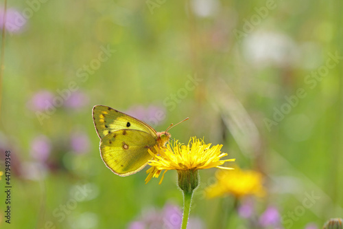 Pale clouded yellow (Colias hyale) Berger's clouded yellow (Colias alfacariensis) in backlight. These species can only be differed from the caterpillars.. © Amalia Gruber