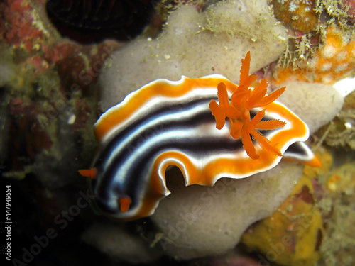 Nudibranch or Sea Slug (Chromodoris Hamiltoni) in the filipino sea 6.1.2015
