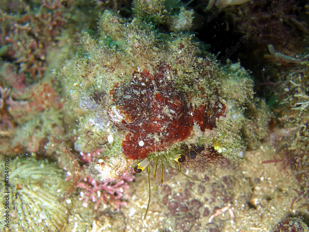 Hermit Crab (Paguroidea) in the filipino sea 12.2.2015 Hermit Crab (Paguroidea) in the filipino sea 12.2.2015