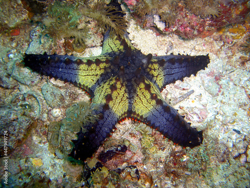 Honeycomb Seastar (Pentaceraster) in the filipino sea 15.11.2014 photo