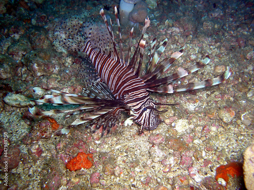 Lionfish (Pterois Volitans) in the filipino sea 11.2.2015