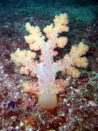 Tree soft Coral (Capnella Imbricata) in the filipino sea 7.2.2015 photo