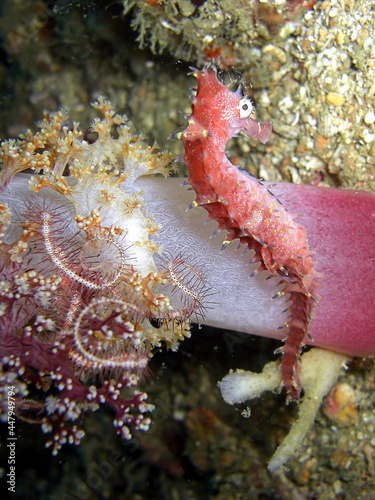 Seahorse in the filipino sea 12.2.2015 photo