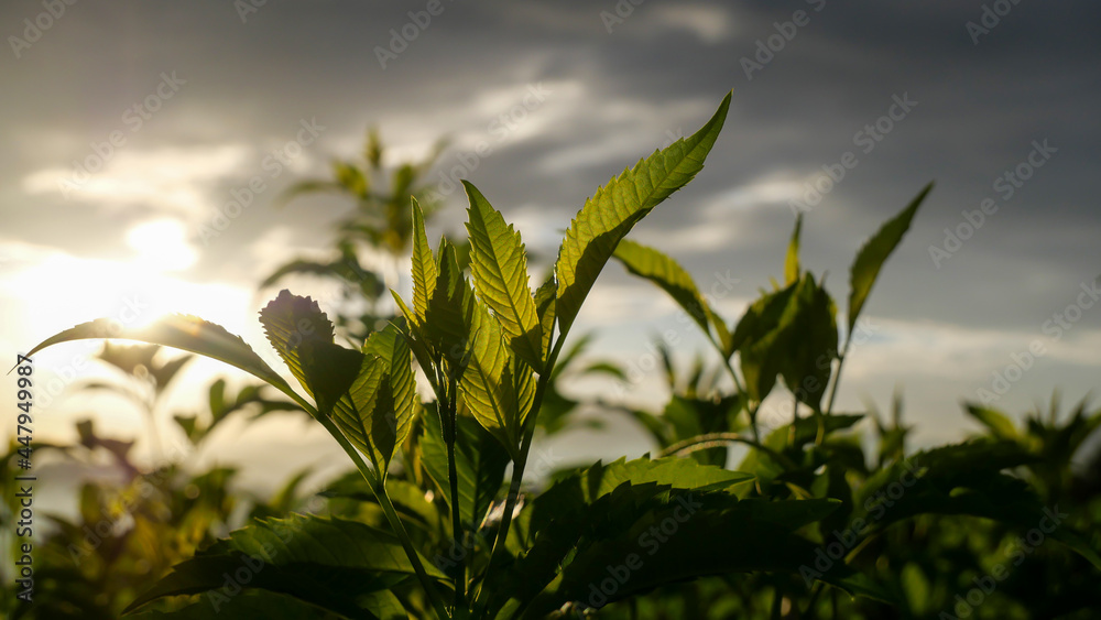 Close-up of fresh green plants with sunlight in the evening Close-up of fresh green plants with sunlight in the evening