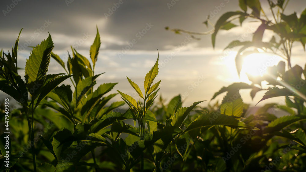 Close-up of fresh green plants with sunlight in the evening Close-up of fresh green plants with sunlight in the evening