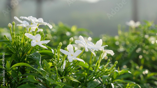 small white flowers with green leaves