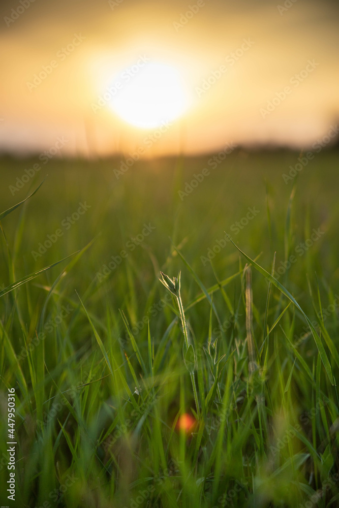 Gras im Abendlicht