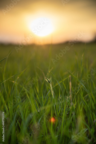 Gras im Abendlicht