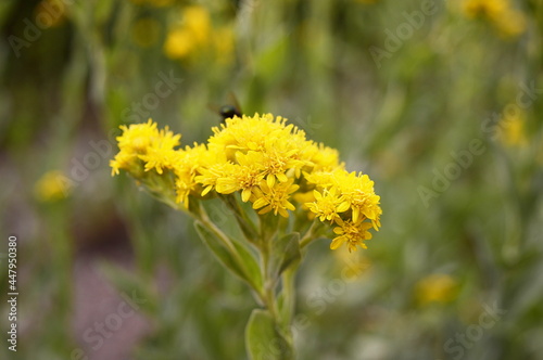 Closeup Solidago rigida known as stiff goldenrod with blurred background in garden photo