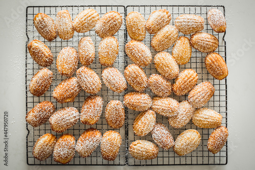 Madeleine Cakes Dusted with Sugar photo