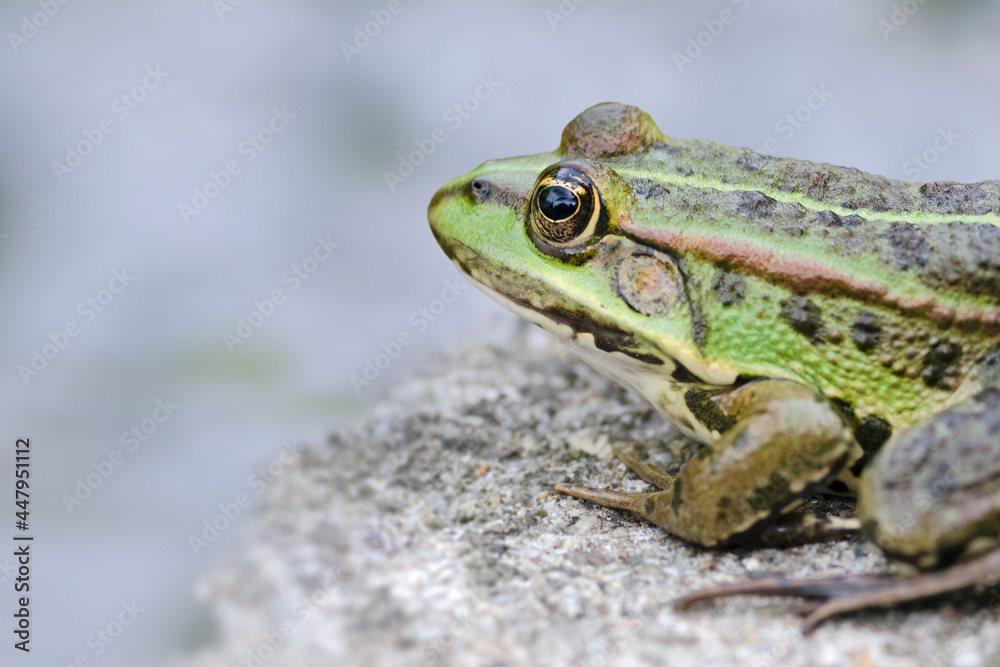 Teichfrosch Teichfrosch
