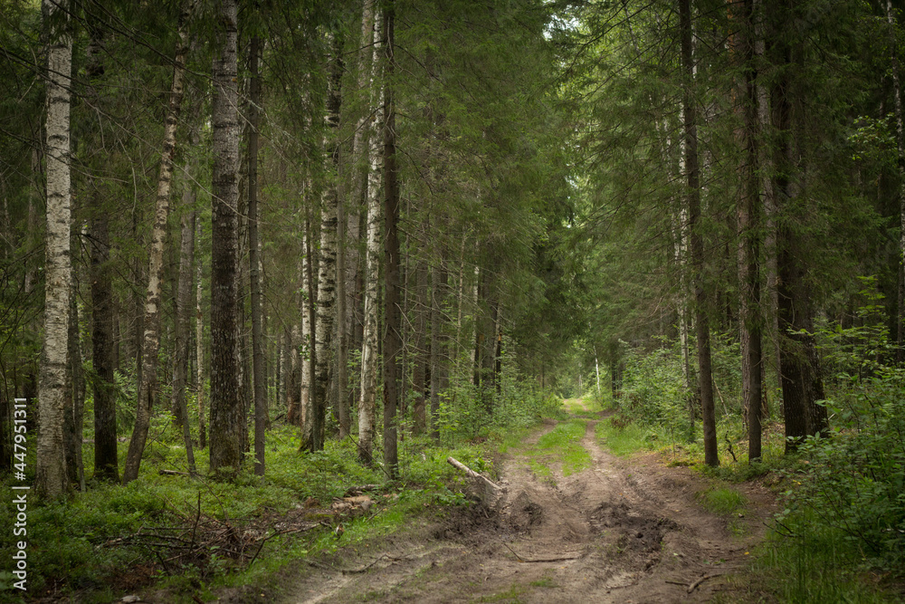 Fototapeta premium a path in the forest among beautiful trees and greenery