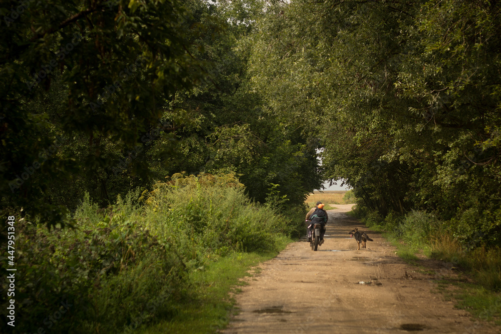 people on a bicycle and a running dog in the forest people on a bicycle and a running dog in the forest