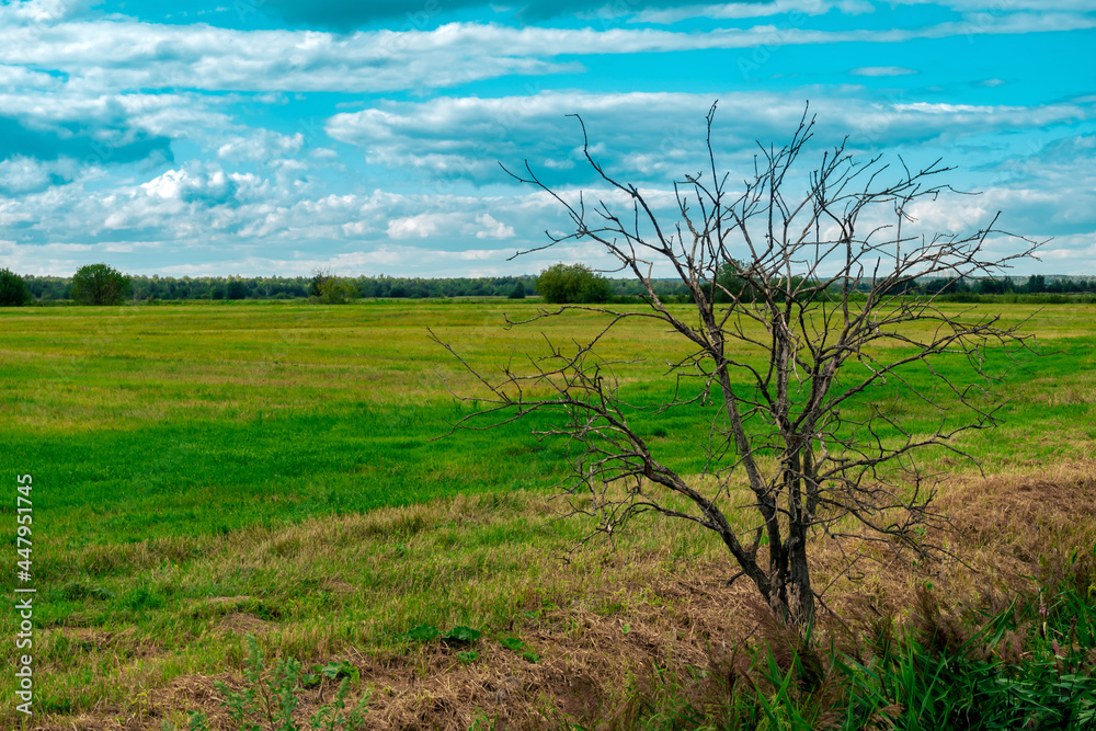 rural landscape, dead tree at the edge of a mown meadow