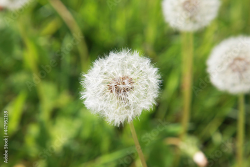 dandelion on grass  