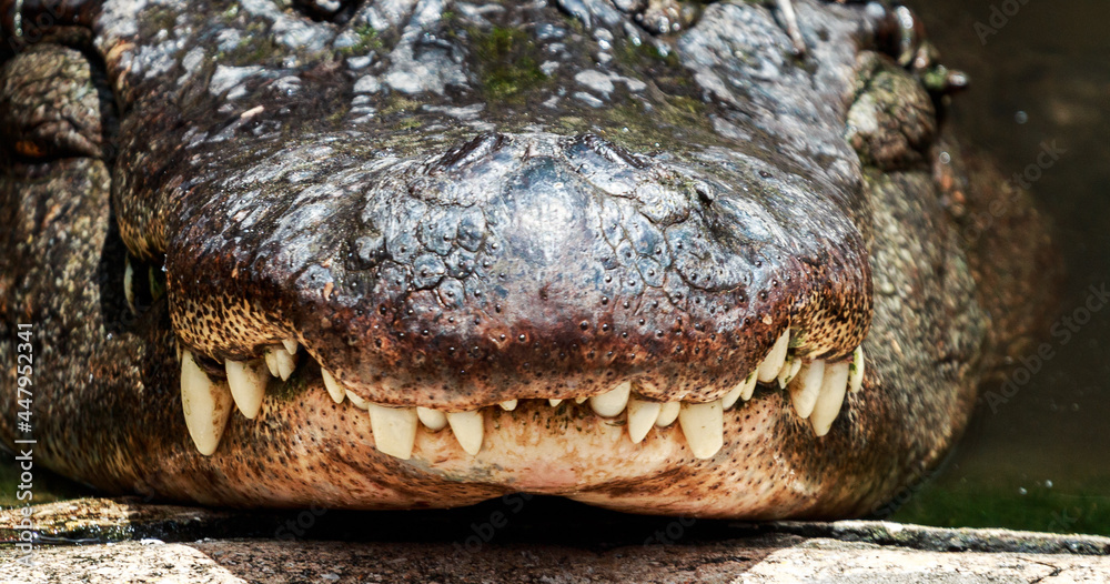 Fototapeta premium Close up of an Alligators mouth