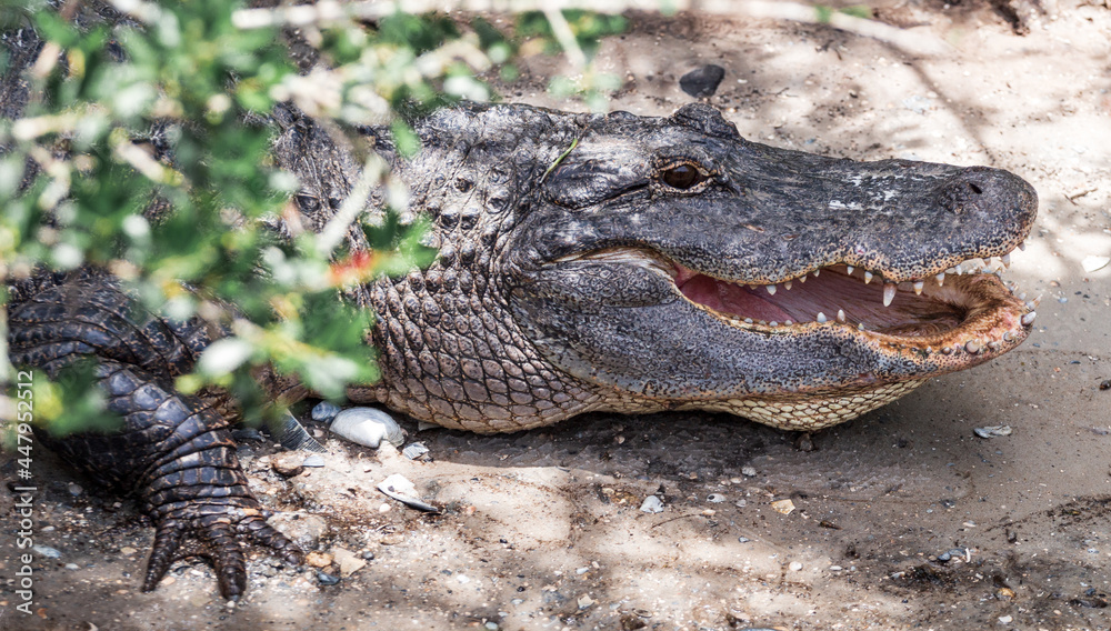 Fototapeta premium Alligator basking from the heat in Florida 