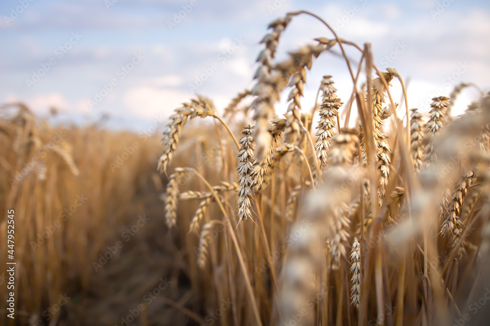 View close-up on spikelets rye. Ripe ears of rye in the field. Harvest in late summer.