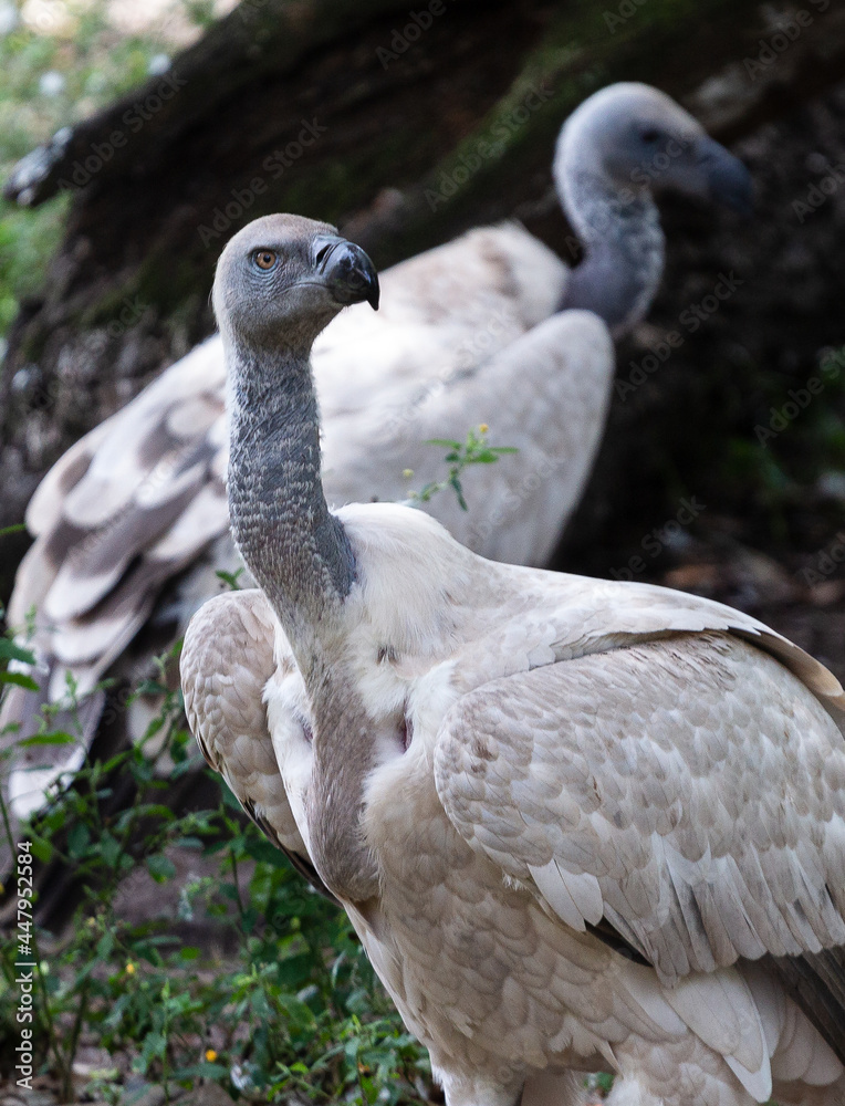 African Vulture