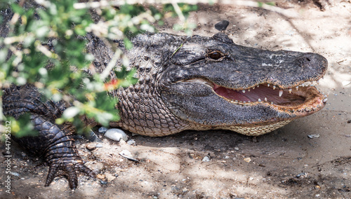 Alligator basking from the heat in Florida 