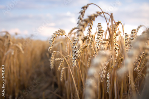 Obraz na płótnie View close-up on spikelets rye. Ripe ears of rye in the field. Harvest in late summer. w salonie