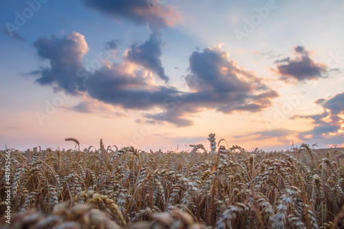 Obraz na płótnie The landscape of a field of ripe rye in the sunset. Harvest of ripe rye. The dark sky above the field of ripe rye. w salonie