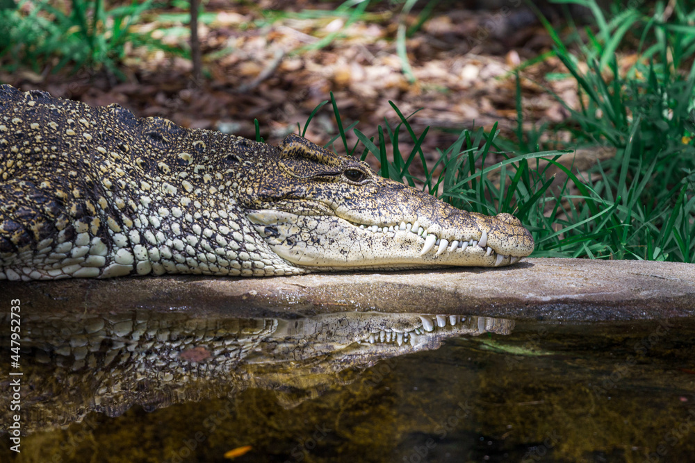 Fototapeta premium Crocodile Reflecting into the Water from shore
