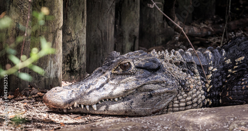 Florida Alligator in an Alligator Sanctuary 