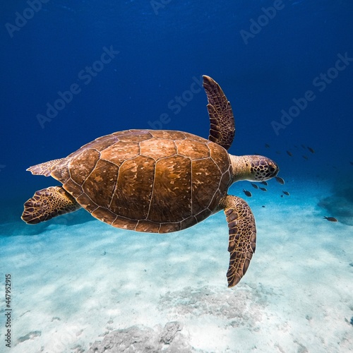 Green Wild Turtle underwater ocean wildlife animal in Mediterranean sea photo
