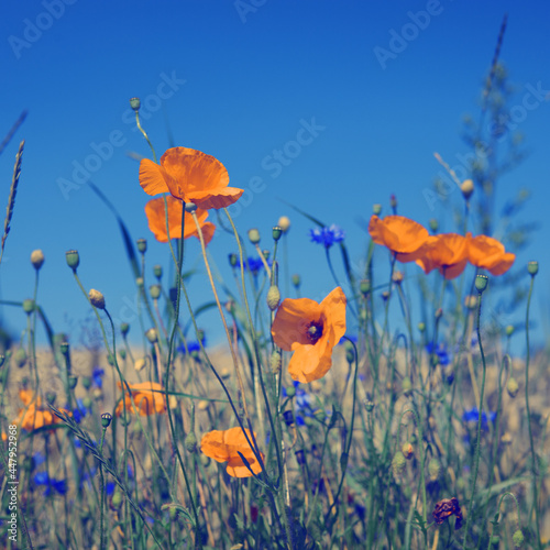 Blooming wild poppies on the meadow at summer. © Swetlana Wall