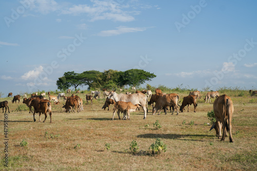cow group © chaiyatat