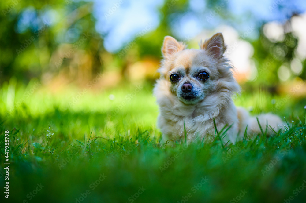 Little cute chihuahua lying in fresh green grass. It's summer, the sun is shining and the colors are vibrant.