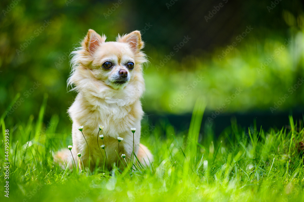 Little cute chihuahua sitting in fresh green grass. It's summer, the sun is shining and the colors are vibrant. Little cute chihuahua sitting in fresh green grass. It's summer, the sun is shining and the colors are vibrant.